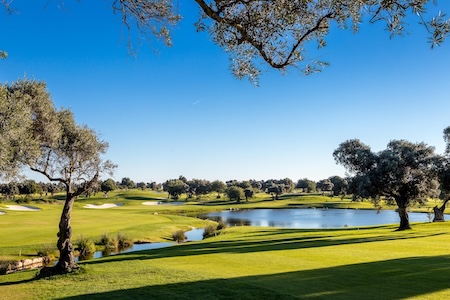 Olives trees line this fairway at Quinta da Cima