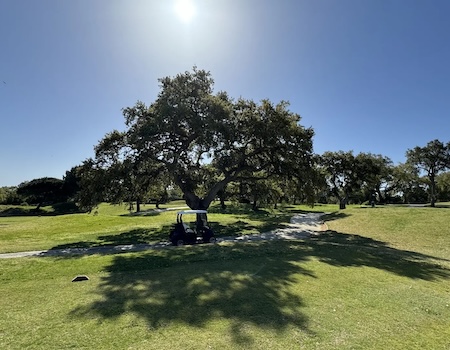 Buggy under a shady tree